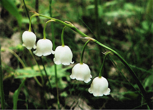 Lily Of The Valley Picture Board by Ian Jeffrey