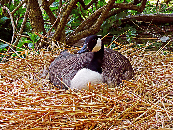 Nesting Picture Board by Ian Jeffrey