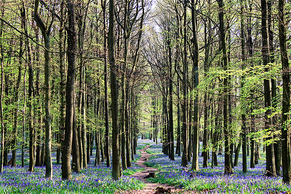 Bluebell Woodland Picture Board by Ian Jeffrey