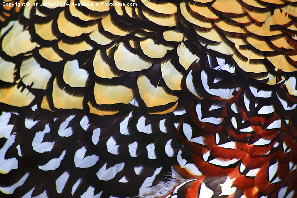 Reeves Pheasant Plumage Picture Board by Ian Jeffrey