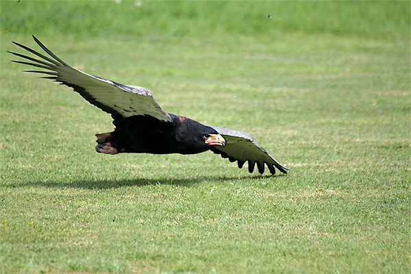 Bateleur Eagle Picture Board by Ian Jeffrey