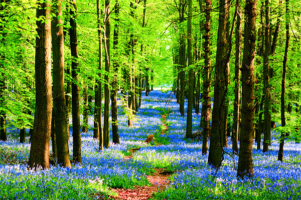Bluebell Pathway Picture Board by Ian Jeffrey