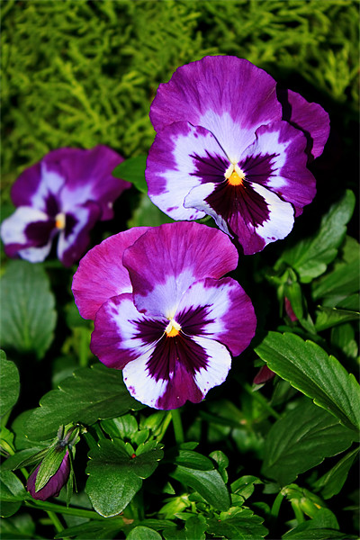 Pansies Picture Board by Ian Jeffrey