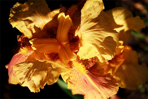Yellow Iris Picture Board by Ian Jeffrey