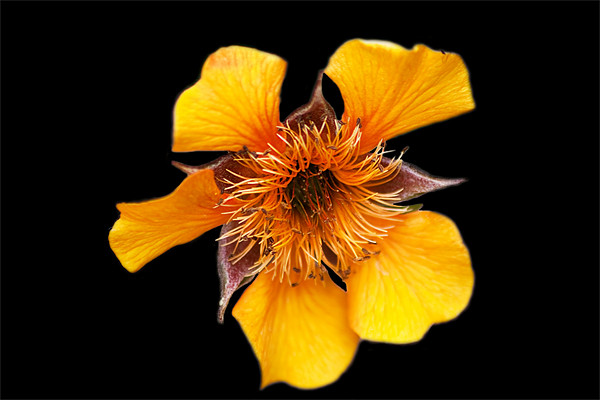 Yellow Flower (Kariskaer) Picture Board by Ian Jeffrey