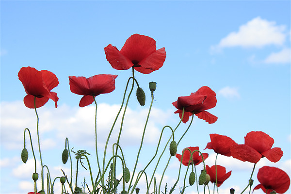 Poppies in the sky Picture Board by Ian Jeffrey
