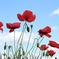 Buy canvas prints of Poppies in the sky by Ian Jeffrey
