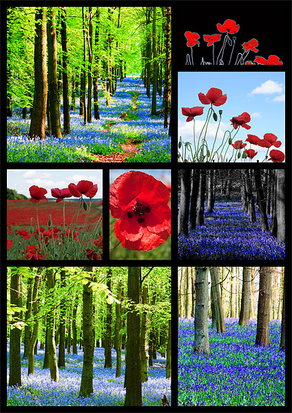 Poppies and Bluebells Picture Board by Ian Jeffrey