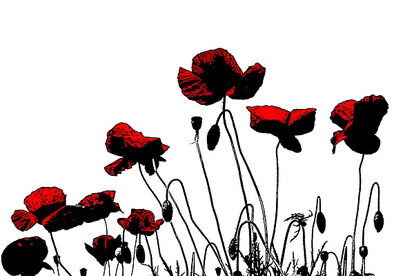 Painted Poppies Picture Board by Ian Jeffrey
