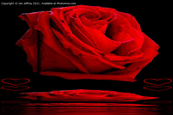 Red Rose Picture Board by Ian Jeffrey