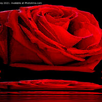 Buy canvas prints of Red Rose by Ian Jeffrey