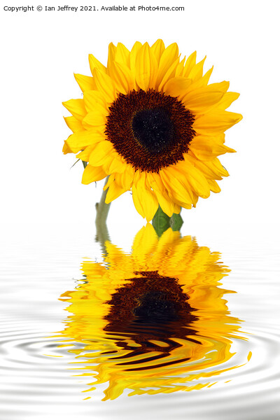 Sunflower Reflection Picture Board by Ian Jeffrey