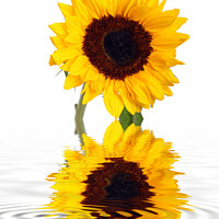 Buy canvas prints of Sunflower Reflection by Ian Jeffrey