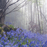 Buy canvas prints of Beautiful Bluebell Wood by Dawn Cox
