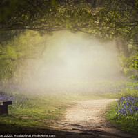 Buy canvas prints of The Bluebell Glade by Dawn Cox