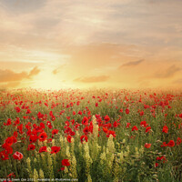 Buy canvas prints of poppy field lovely light  by Dawn Cox