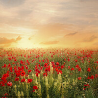 Buy canvas prints of poppies at sunset by Dawn Cox