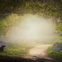 Buy canvas prints of  Bluebell Glade by Dawn Cox