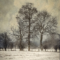 Buy canvas prints of Trees in Winter Snow by Dawn Cox