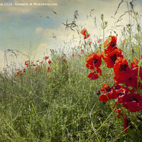 Buy canvas prints of Poppy field by Dawn Cox