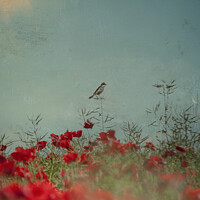 Buy canvas prints of  Bird in Poppies  by Dawn Cox