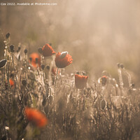Buy canvas prints of sunrise over poppy field  by Dawn Cox