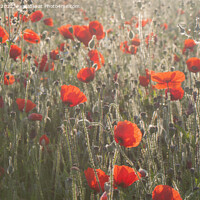 Buy canvas prints of Poppies in  morning sunlight  by Dawn Cox