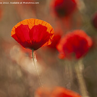 Buy canvas prints of Vibrant Poppy by Dawn Cox