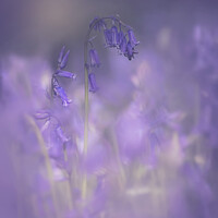 Buy canvas prints of bluebell mist by Dawn Cox
