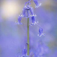 Buy canvas prints of Bluebell flowers  by Dawn Cox