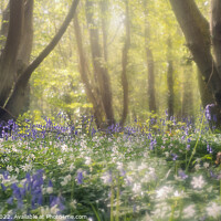 Buy canvas prints of Enchanting bluebell woodland by Dawn Cox