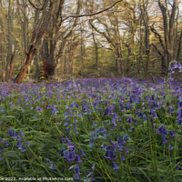 Buy canvas prints of beautiful bluebell woodland  by Dawn Cox
