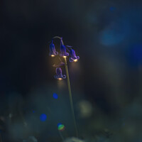 Buy canvas prints of bluebell light by Dawn Cox