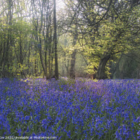 Buy canvas prints of In the bluebells by Dawn Cox