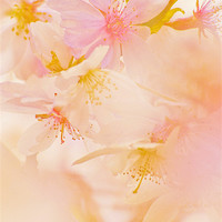 Buy canvas prints of Pink Blossom by Dawn Cox