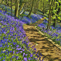 Buy canvas prints of Bluebell Path by Dawn Cox
