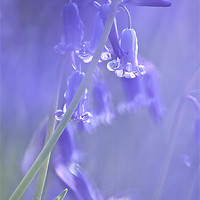Buy canvas prints of Bluebells by Dawn Cox