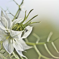 Buy canvas prints of Love in a Mist by Dawn Cox