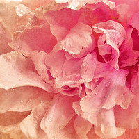 Buy canvas prints of Pink Peony by Dawn Cox