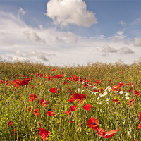Buy canvas prints of Poppy field, Eynsford, Kent by Dawn Cox