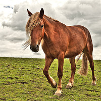 Buy canvas prints of Horse in a Field by Dawn Cox