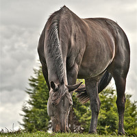Buy canvas prints of Horse Grazing by Dawn Cox