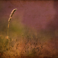 Buy canvas prints of Grasses, Antique style picture by Dawn Cox
