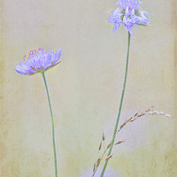 Buy canvas prints of Field Scabious by Dawn Cox