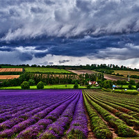 Buy canvas prints of A Storm over the Lavender field. by Dawn Cox
