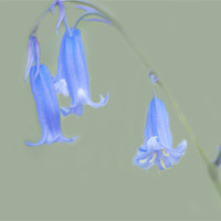 Buy canvas prints of Bluebell by Dawn Cox