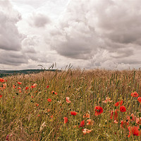 Buy canvas prints of Poppies in Wheat Field by Dawn Cox