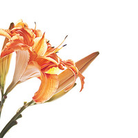 Buy canvas prints of Orange Lily by Dawn Cox