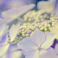 Buy canvas prints of Hortensia by Dawn Cox