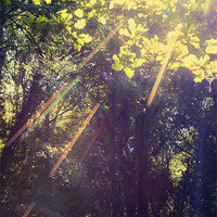 Buy canvas prints of Sunbeams in the Woods by Dawn Cox